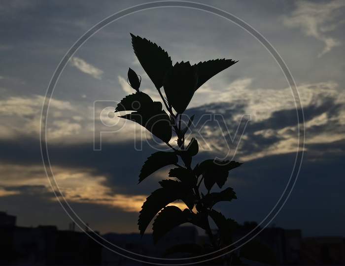 Plant silhouette