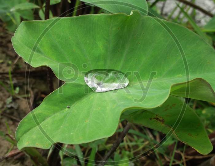 Anthurium leaf water drop