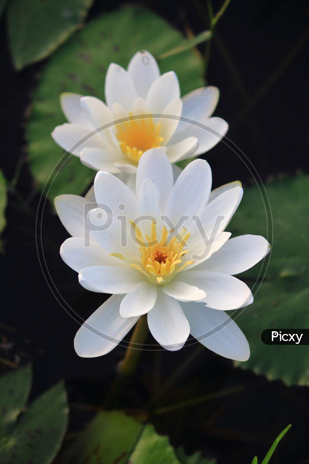 lotus water lily