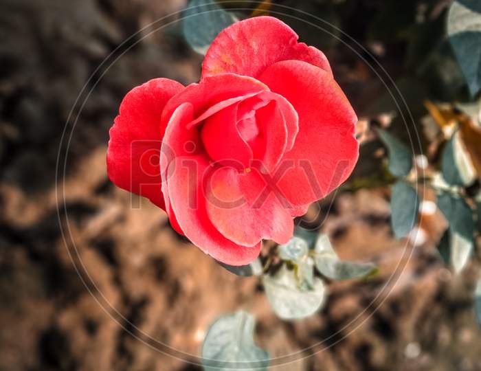 Red rose with potrait mode