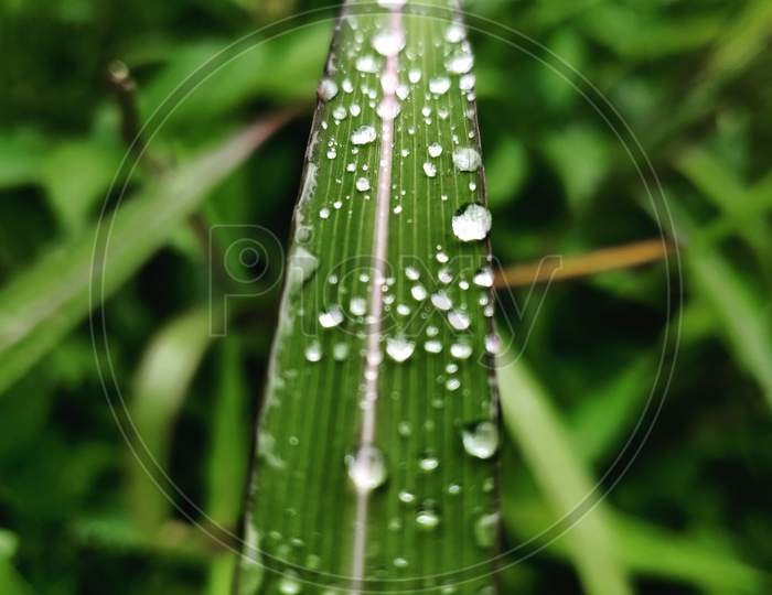 Water droplet kissed leaf
