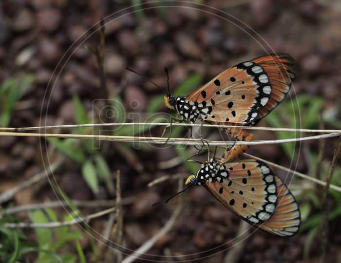 Butterfly Mating Imager