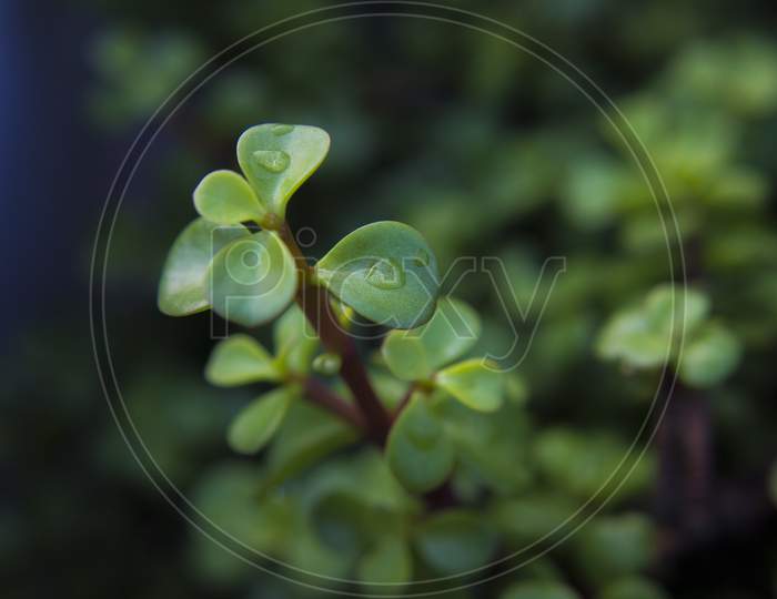 Jade plant with water drops on leaves