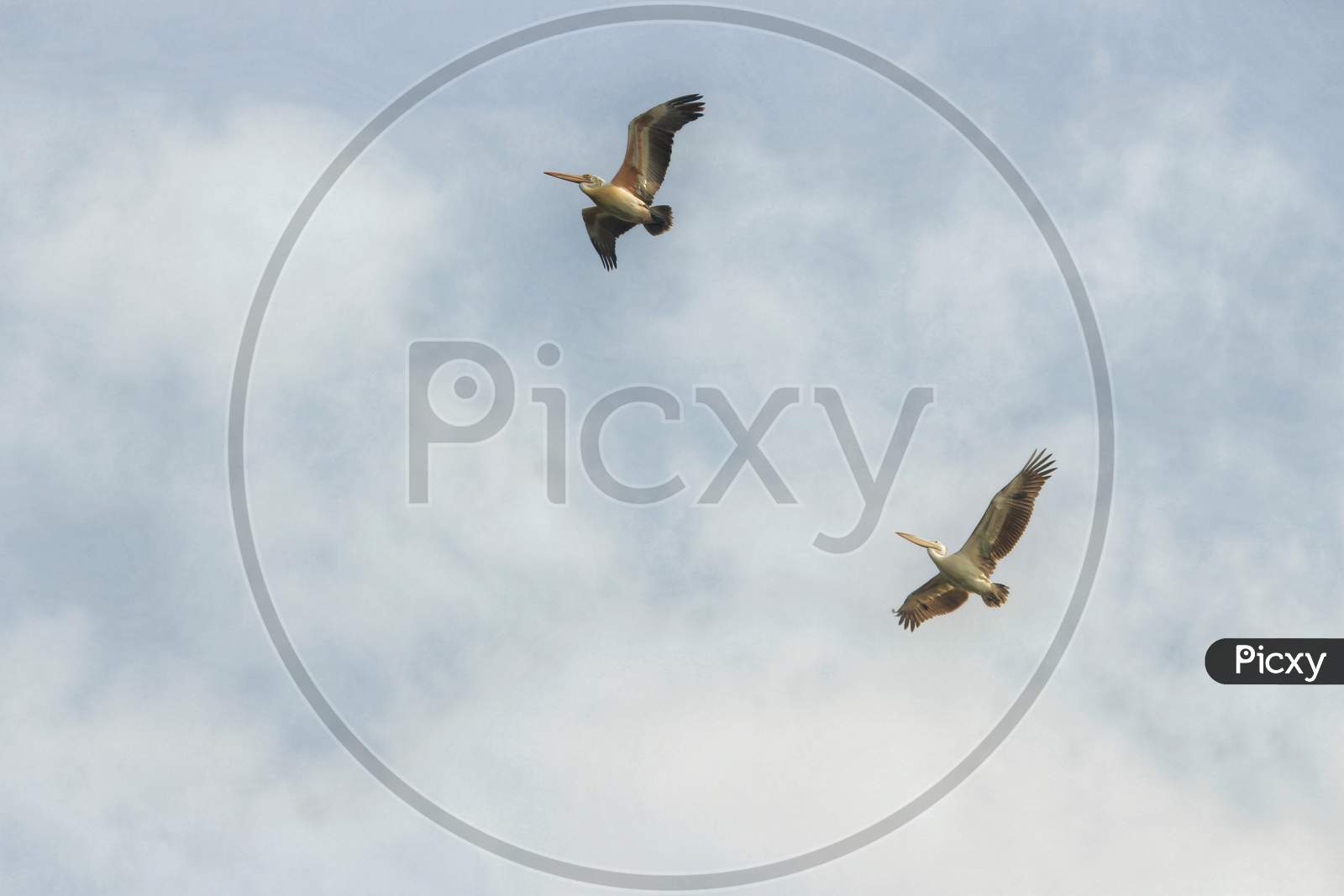 Flying Pelican's