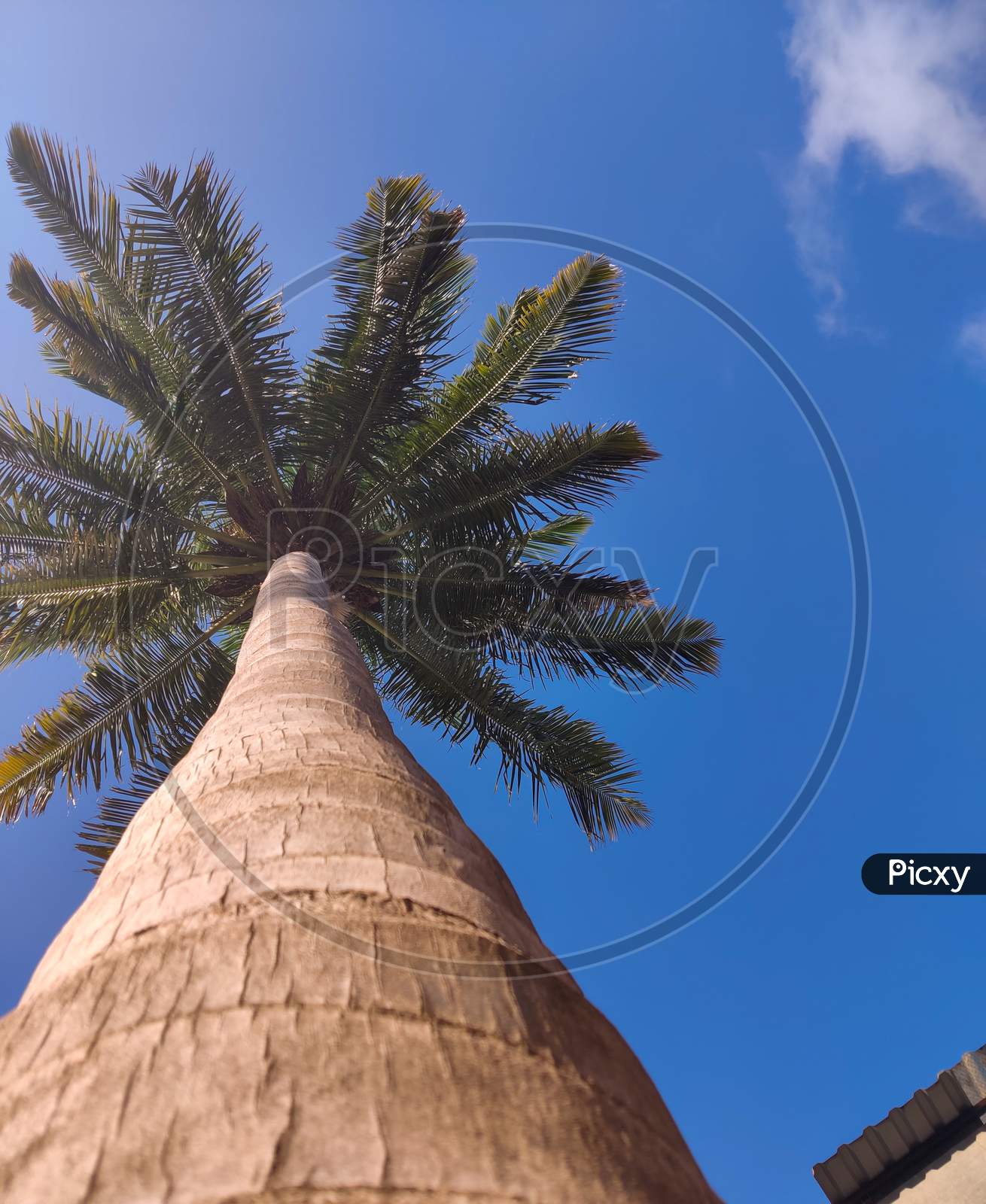 Sky and coconut tree