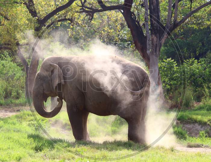 elephant, young, calm