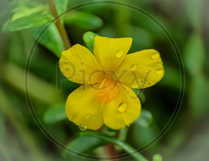 yellow 10 o'clock flower
