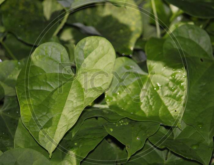 giloy leaves