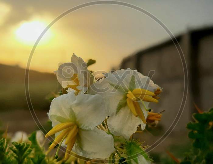 White flower photo pic
