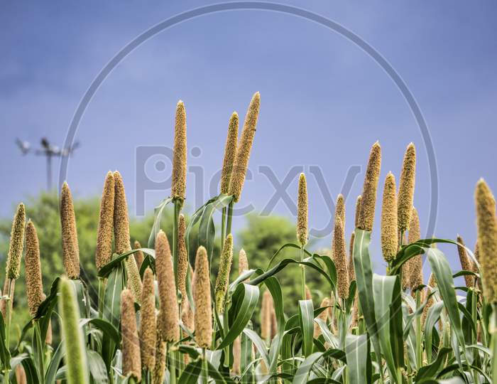 Millet Crop