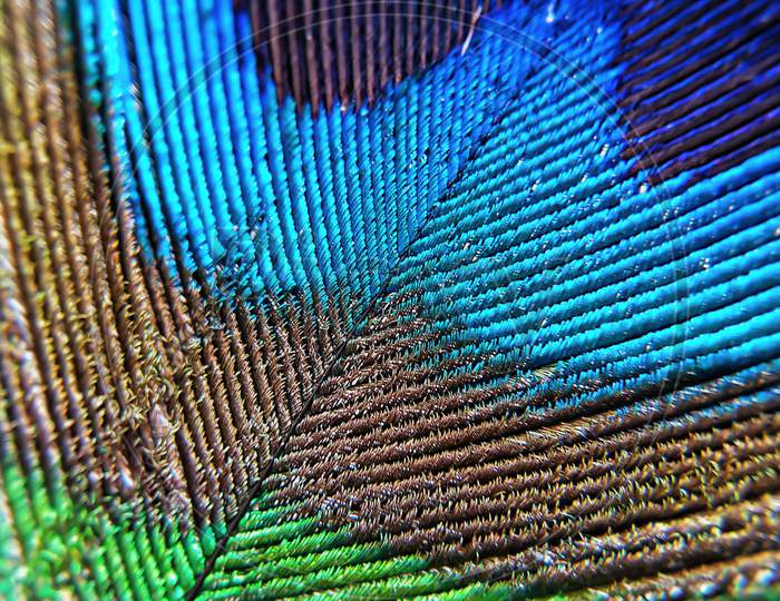Peacock feather close up.