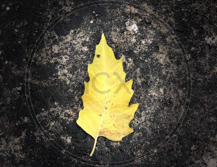 Leaf of Gold