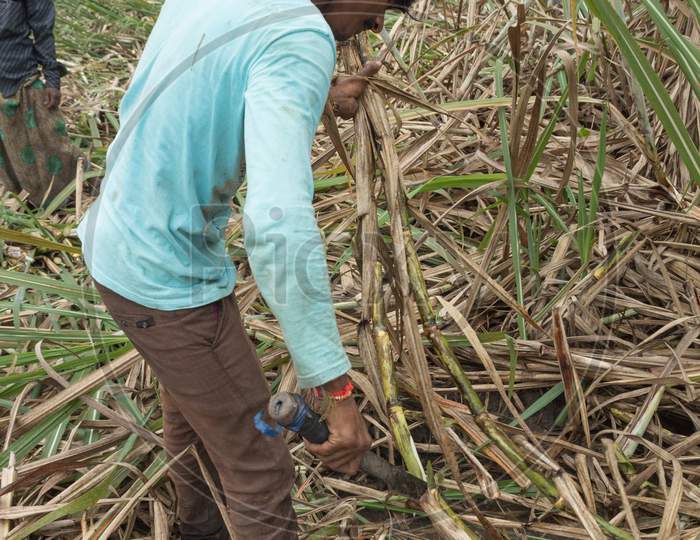 An Young labor seen at the Sugarcane fields cutting the ripened cane stem in a farm near Mysuru in Karnataka state of India.