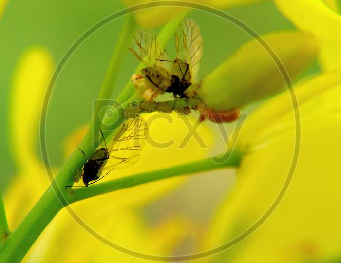 Insect are seating on yellow mustard flower.