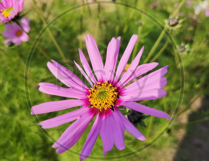 Flower, Macro, purple flower