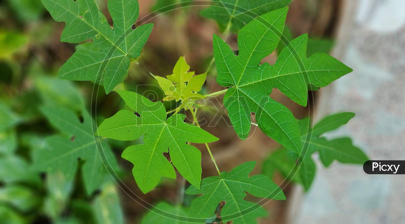 Papaya leaf