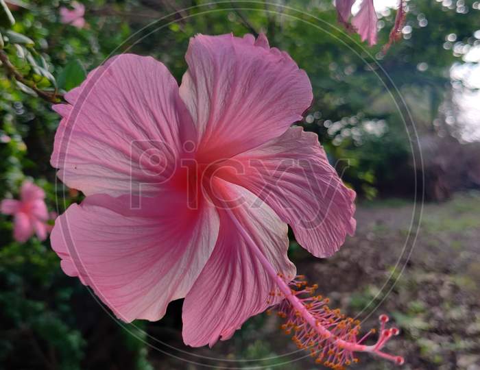 Gorgeous hibiscus