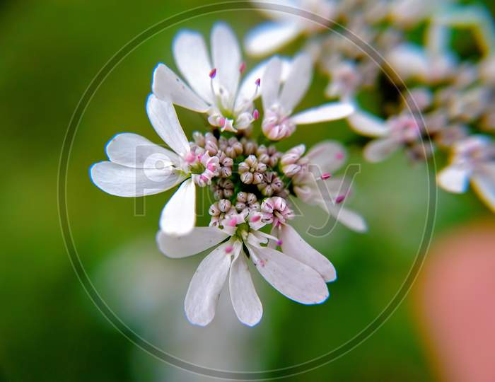 White flower close up.