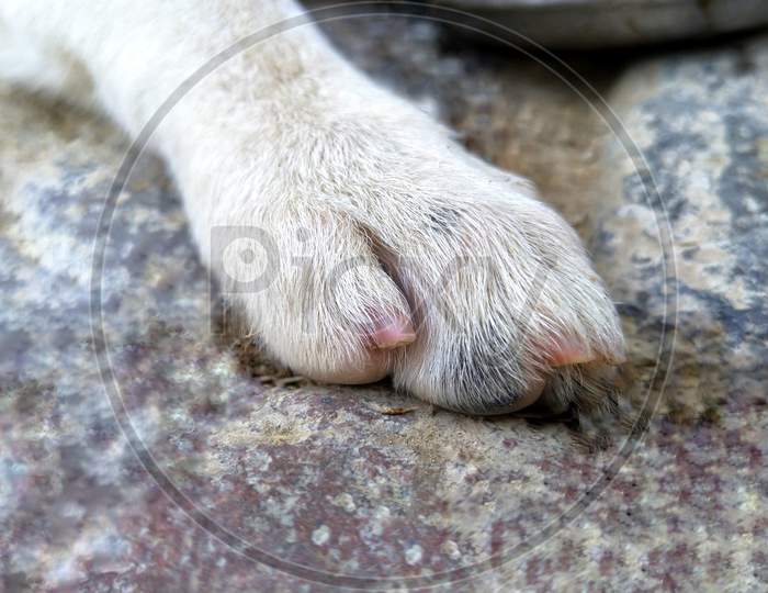 Close up of dog Paw.