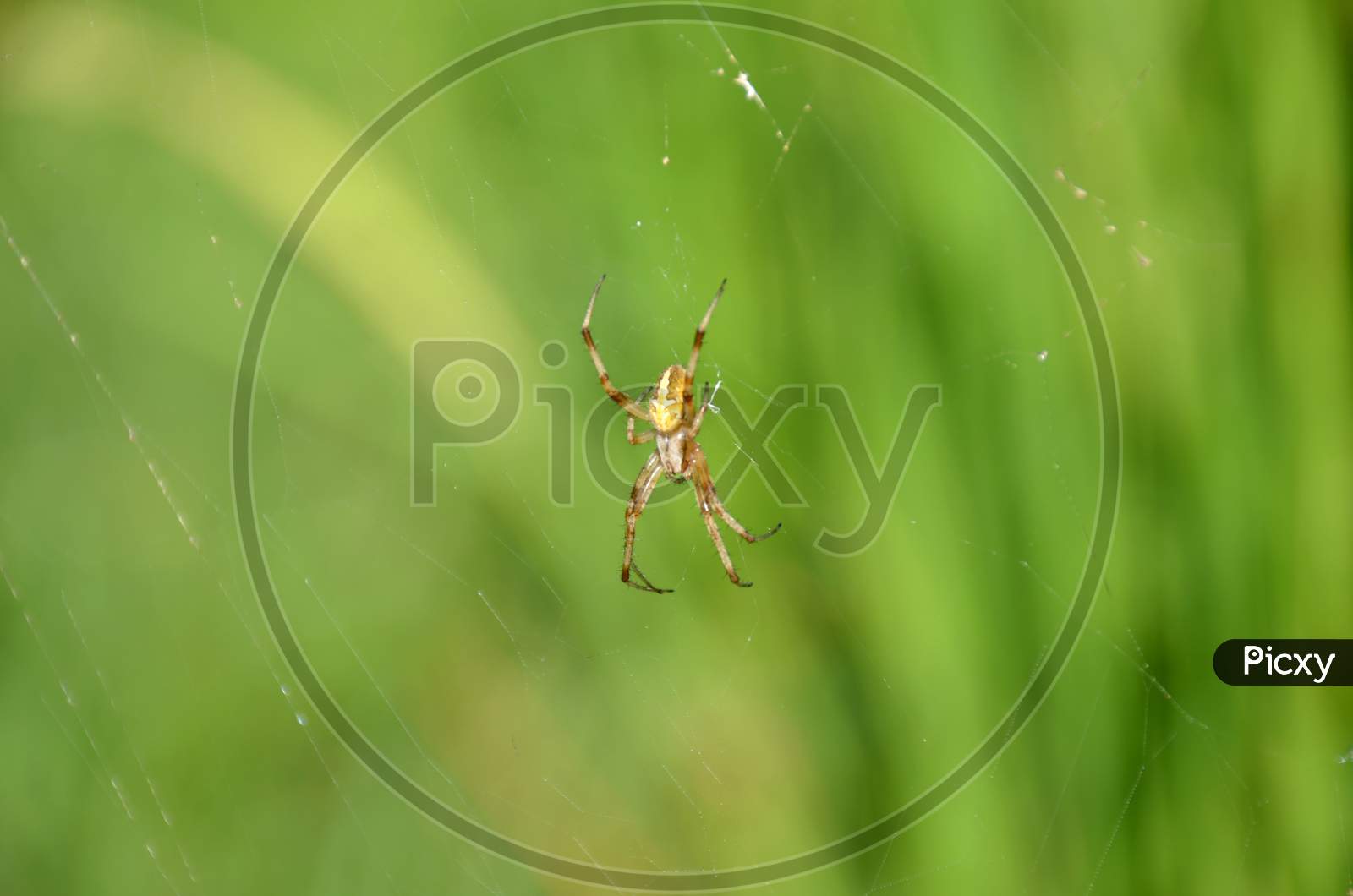 The Small Yellow Spider Insect With Web In The Garden.