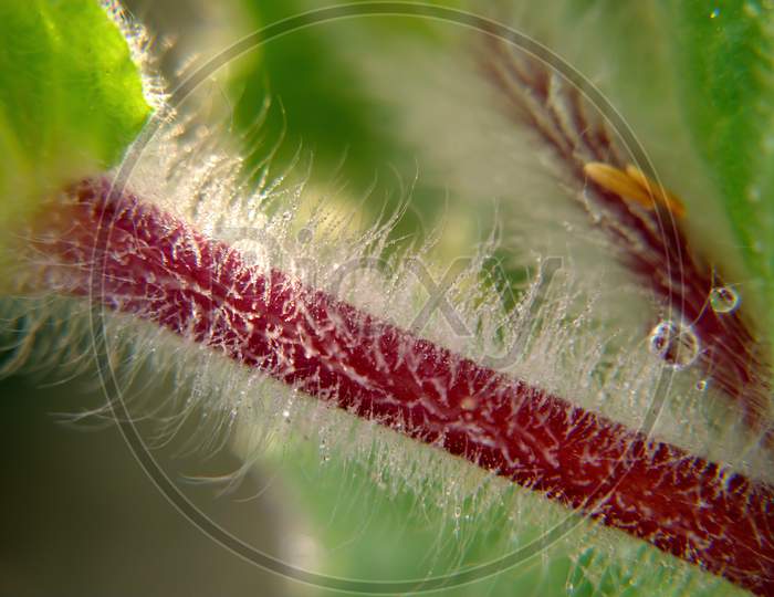Close up of morning dew on hairy stem.