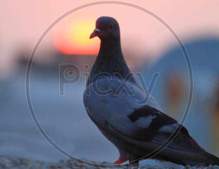 pigeon in sunset