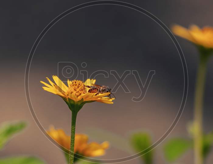 A Bee On Yellow Flower