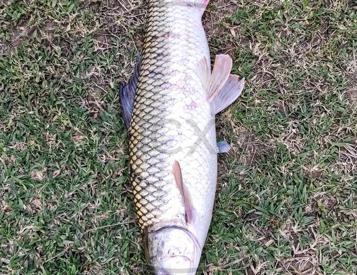 Indian big rohu fish on green grass