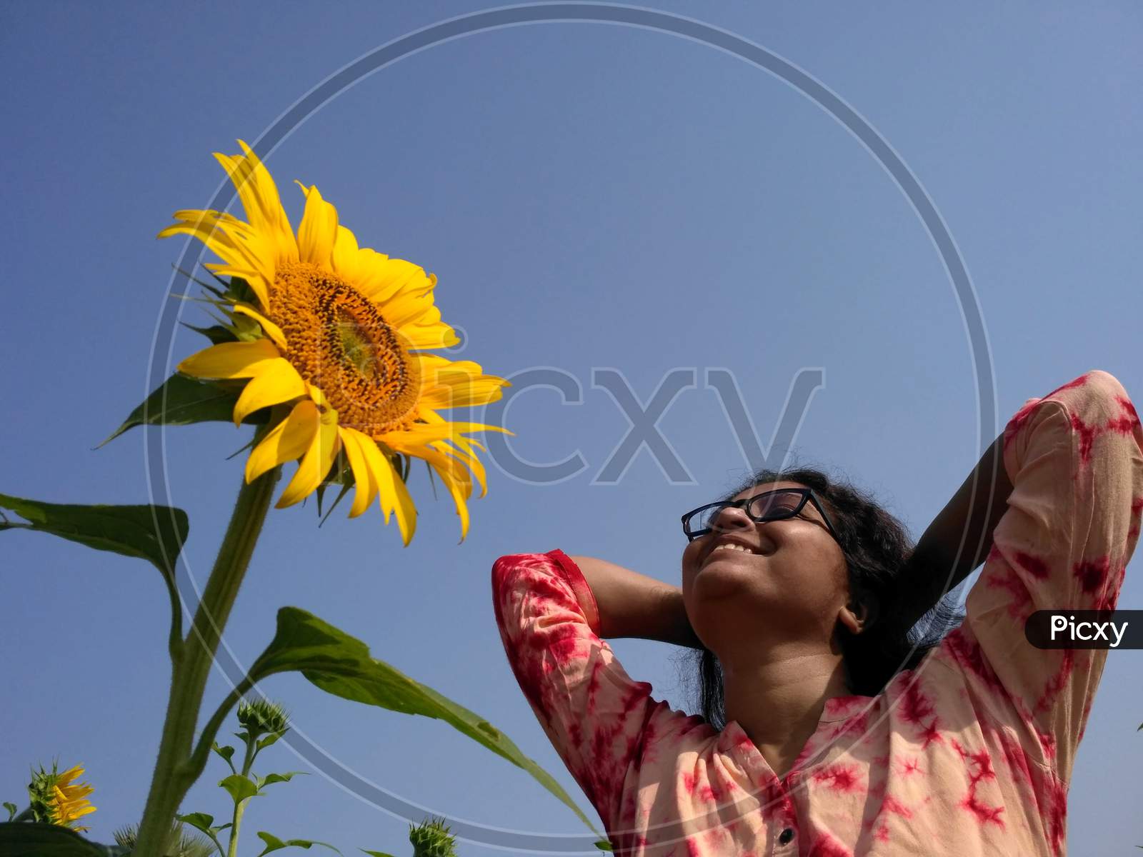 A Smiling Young Lady In A Sunflower Garden