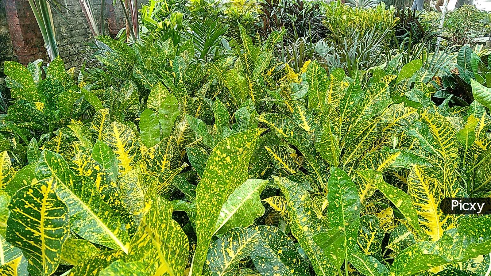 Garden Croton Plants in the Nursery