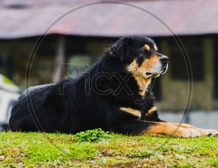 Big Black And Brown Himalayan Dog Sitting On Green Grass Field