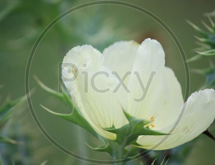 The very beautiful white and yellow mix petal flower.