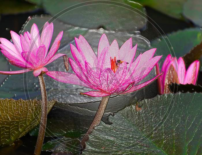 Bees Are Busy Collecting Honey From Water Lilies , Picture With Plastic Wrap.Jpg