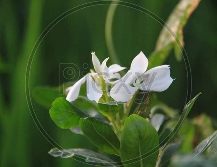 White and green Colour picture