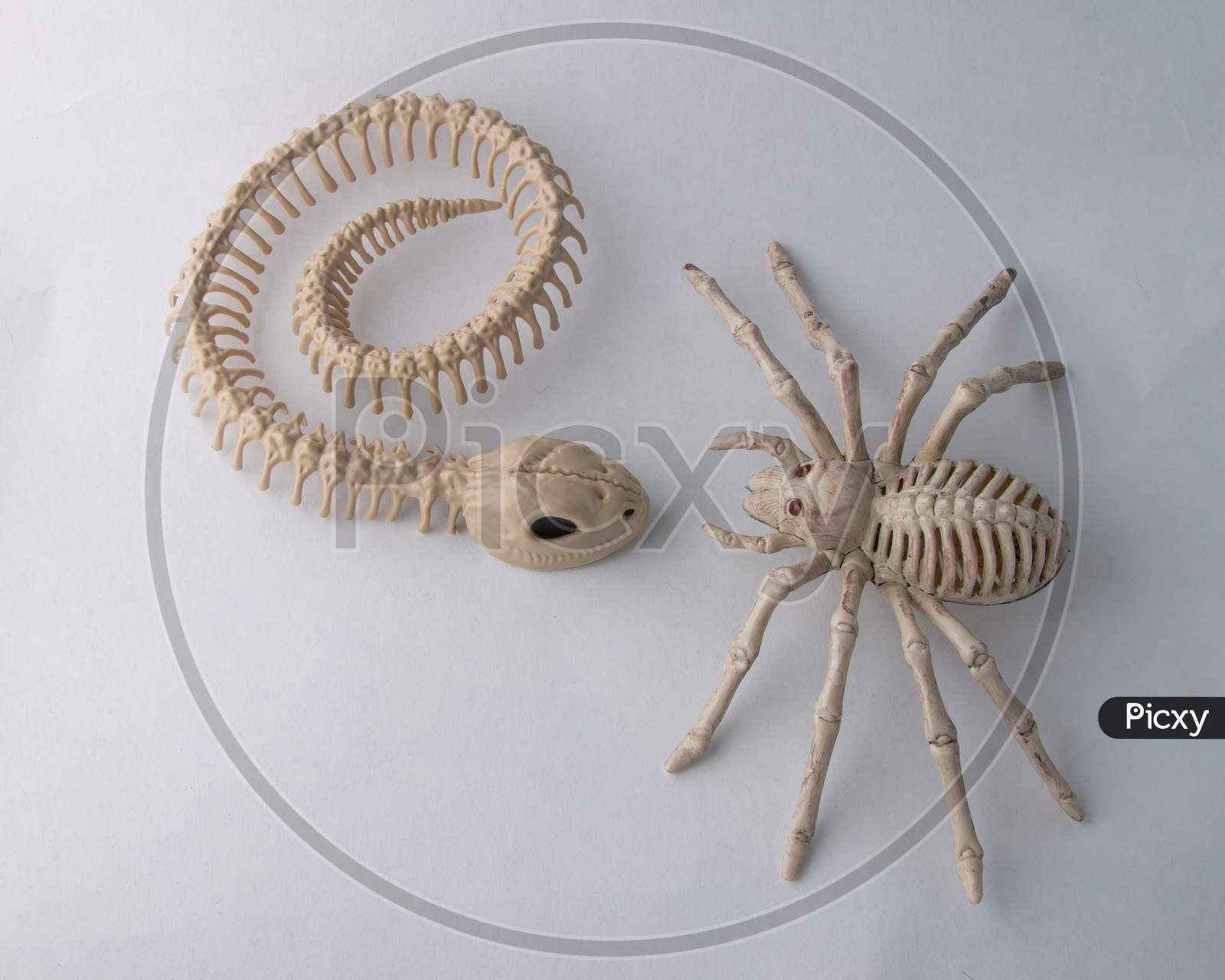 2 Halloween Skeletons, Snake Meets Spider