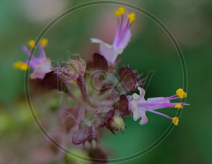 Macro Photography of Ocimum tenuiflorum Flower