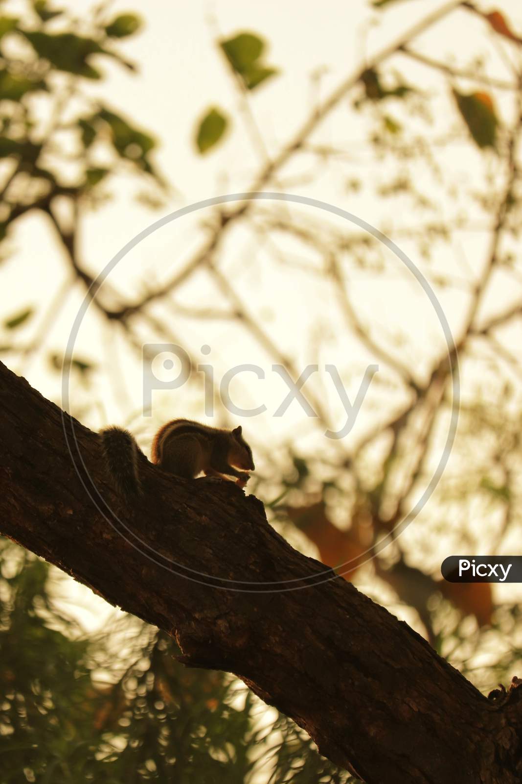 Squirrel baby  HD wallpaper