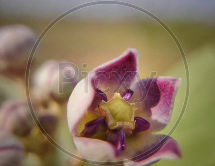 Blooming flower macro photography
