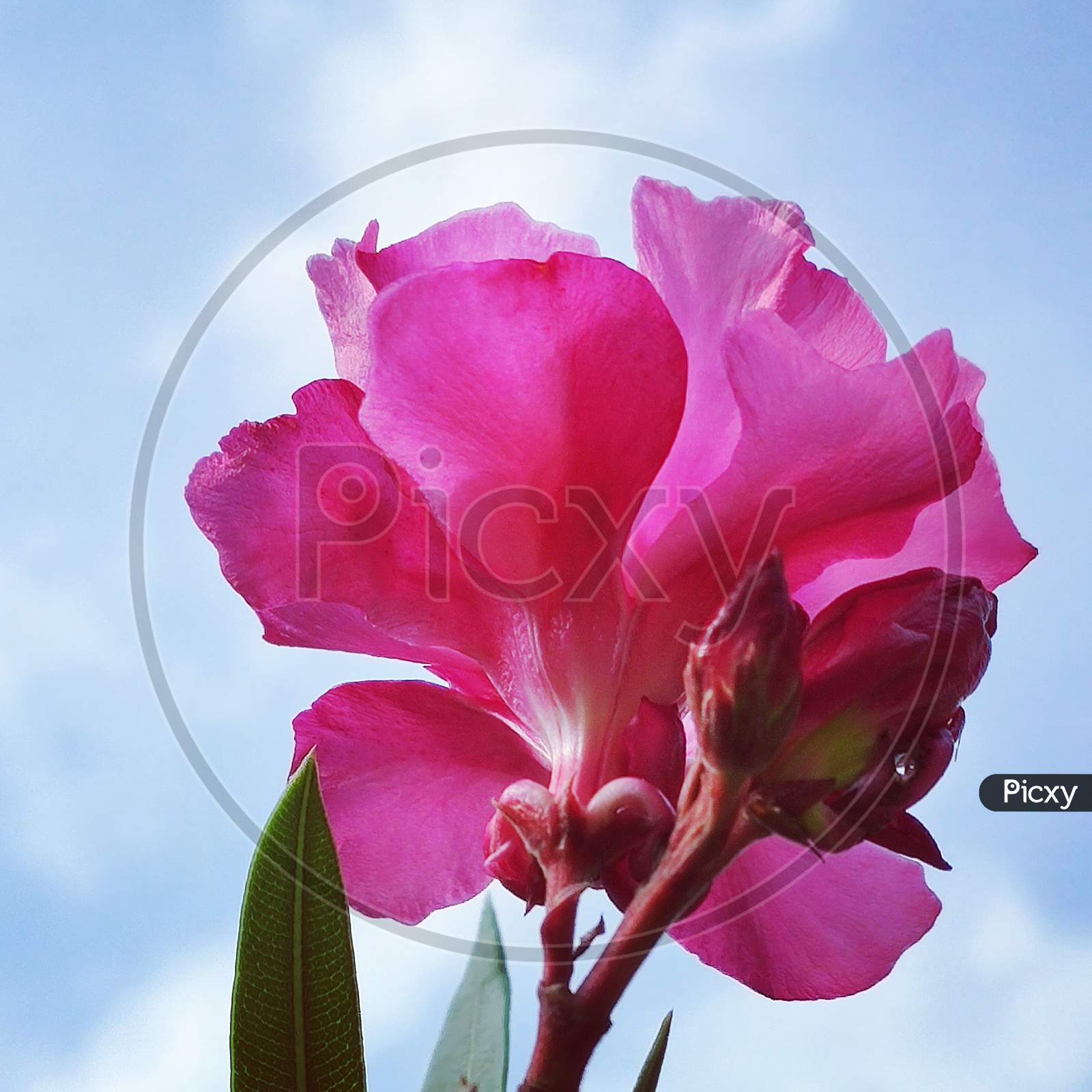 Mesmerizing pink flowers