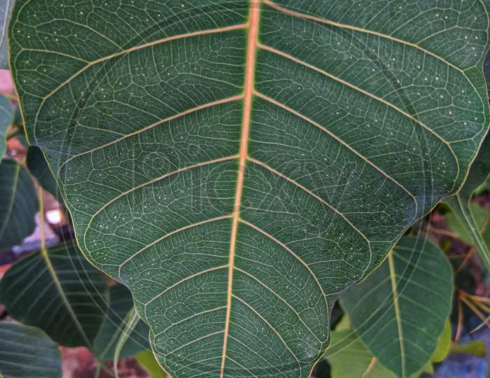 Banyan leaf