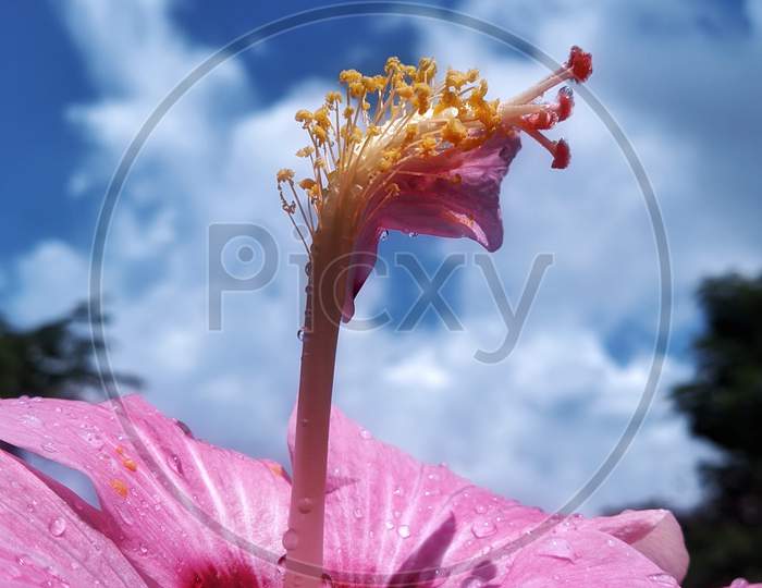Hibiscus macro