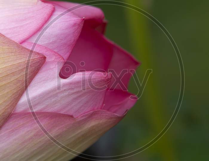 Pink Petals Of Lotus In A Green Background