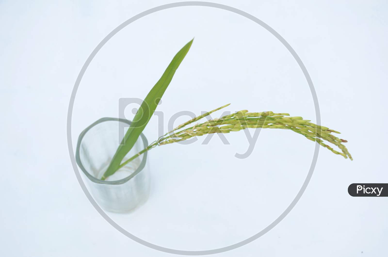 The Green Ripe Paddy Plant Grains In The Glass Isolated On White Background.
