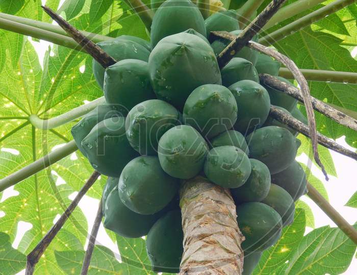 a papaya tree with full of fresh papayas