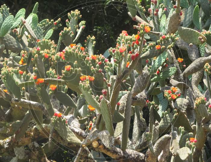Blooming prickly pear cactus (Nopal)