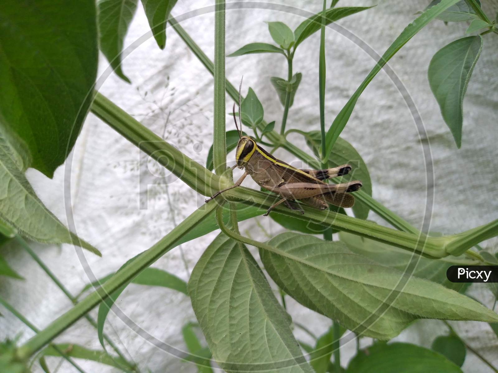 Grasshopper sitting on small plant in India, Selective focus.