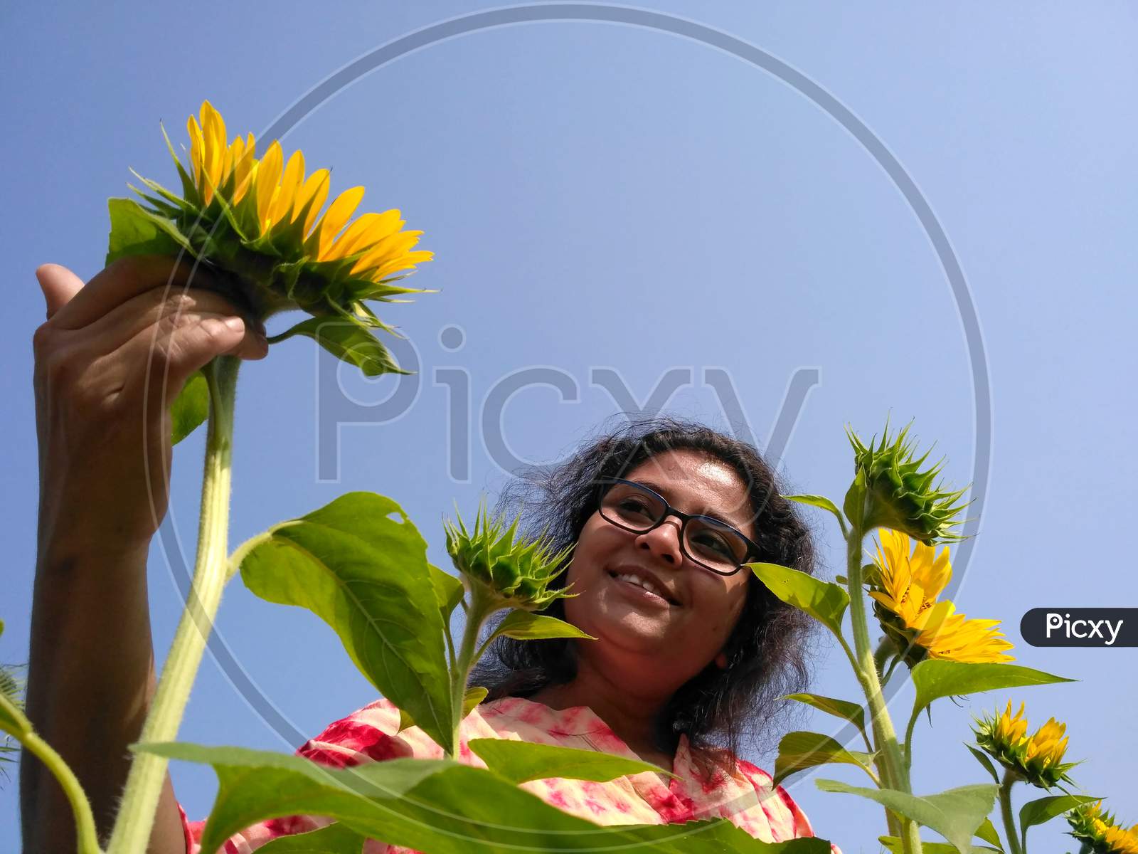 A Smiling Young Lady In A Sunflower Garden