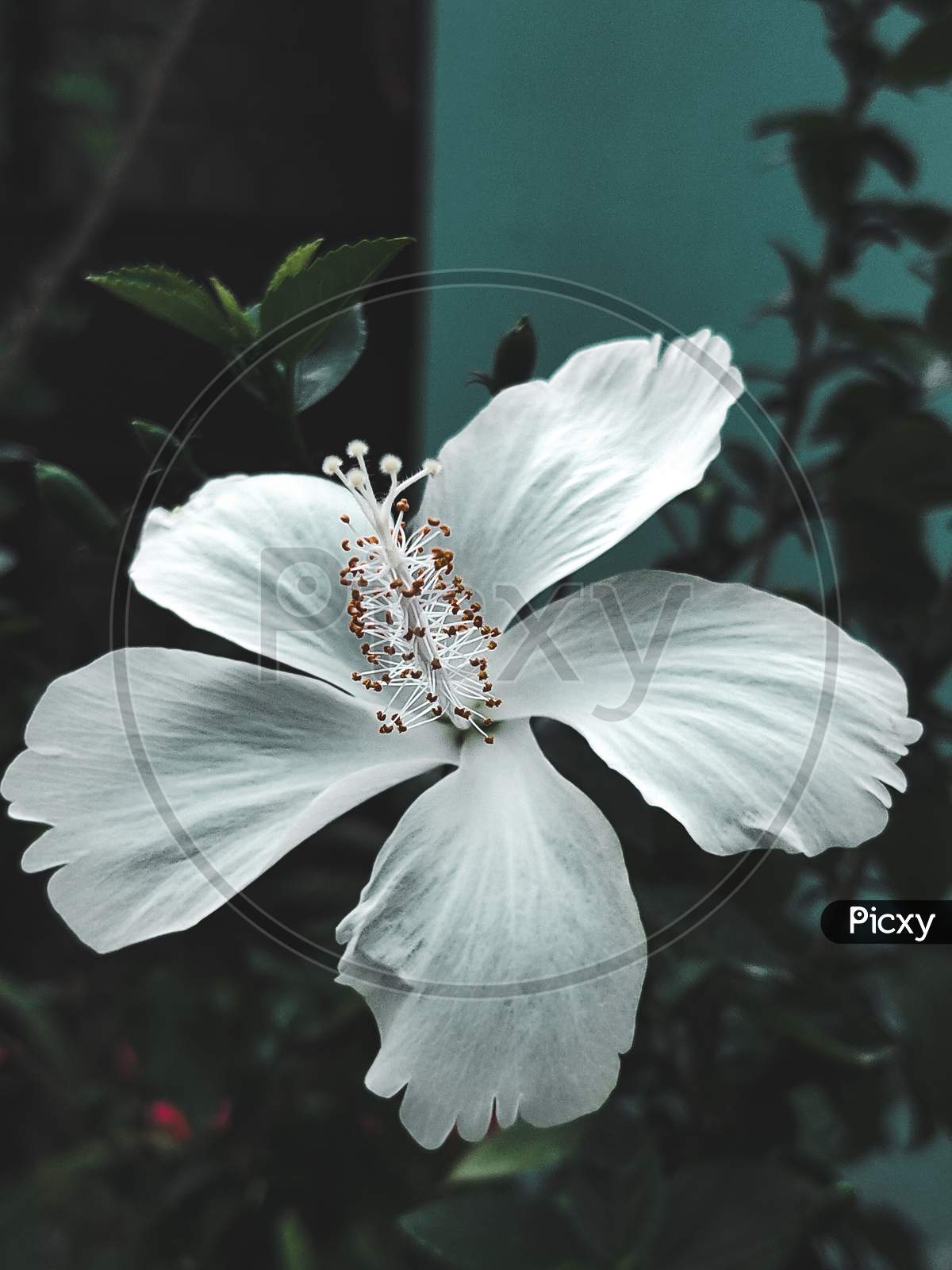White hibiscus, macro, flower