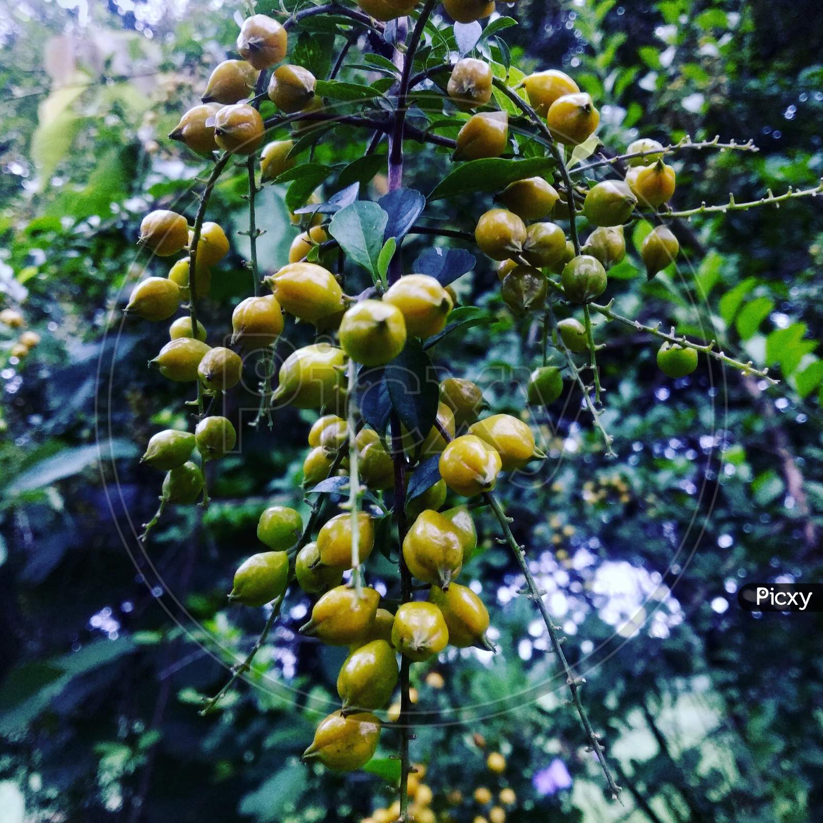 Image of Bunch of Amla fruits in a Tree-RX020967-Picxy