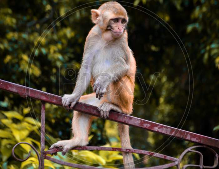Cute monkey shot 2020
